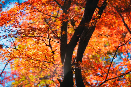 Tree Service St. Marys IA
