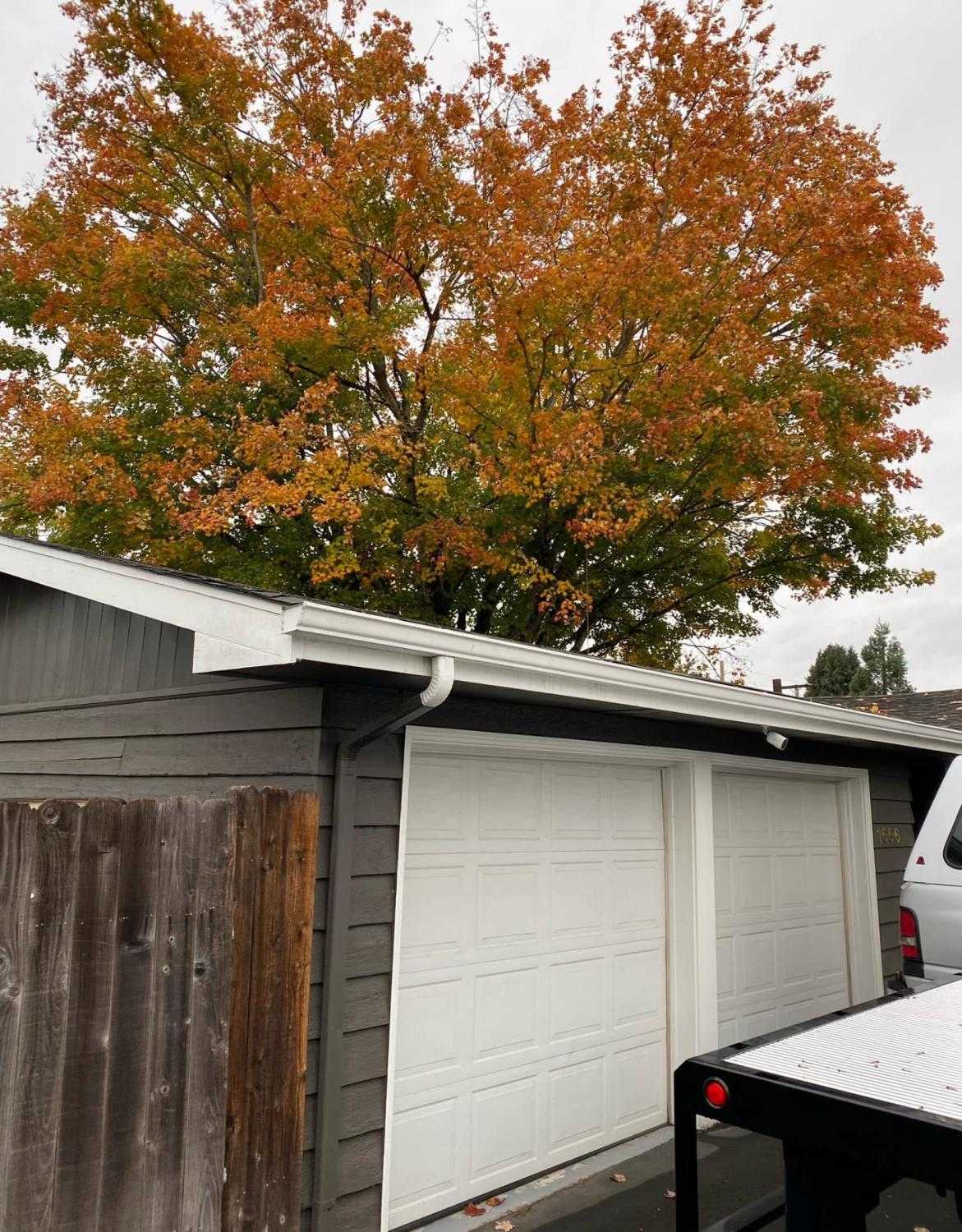 tree trimming company tree trimming services Tree maintenance tree services tree trimmers Tree trimming Solving Overgrown Branch Issues: Trimming a Sugar Maple